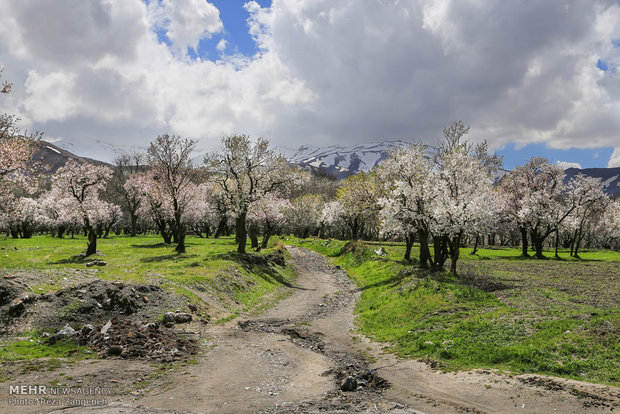 Hamedan's spring nature