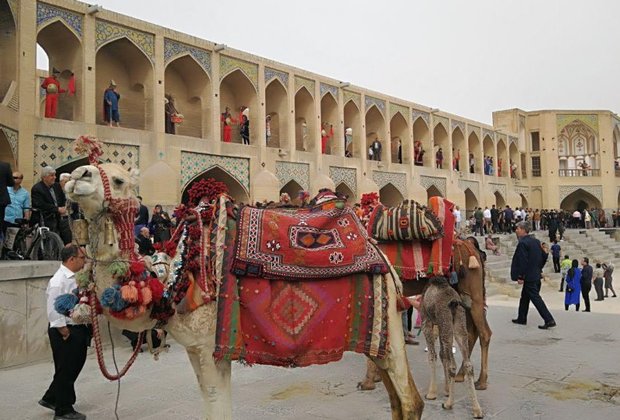 «شتربان» مقصر اصلی وجود شتران در بستر زاینده رود بود