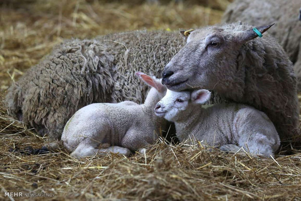 حیوانات میں مادری احساس