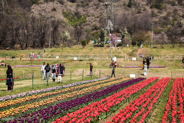  بزرگترین باغ لاله آسیا در کشمیر 