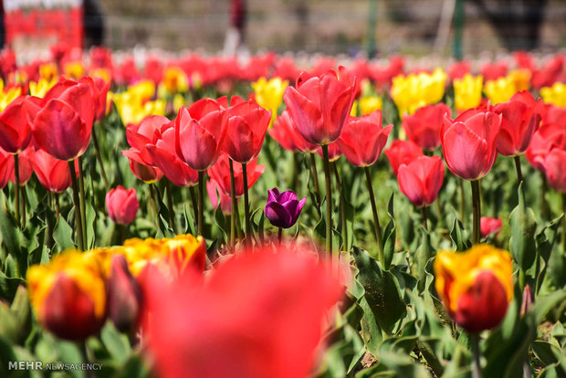  بزرگترین باغ لاله آسیا در کشمیر 