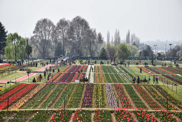  بزرگترین باغ لاله آسیا در کشمیر 