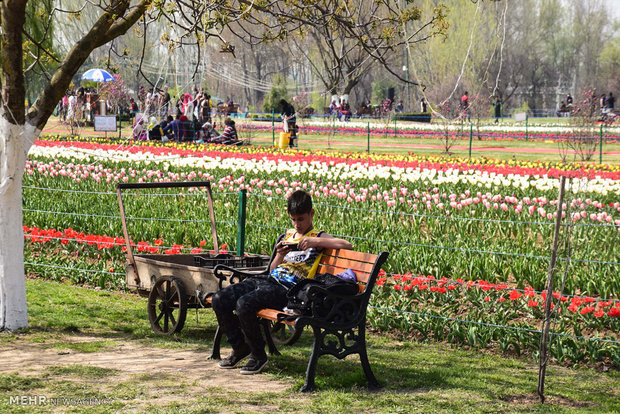  بزرگترین باغ لاله آسیا در کشمیر 