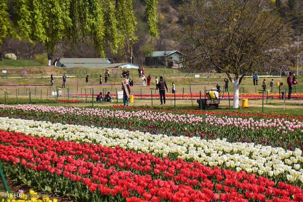  بزرگترین باغ لاله آسیا در کشمیر 