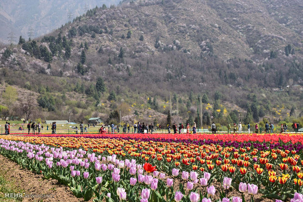  بزرگترین باغ لاله آسیا در کشمیر 