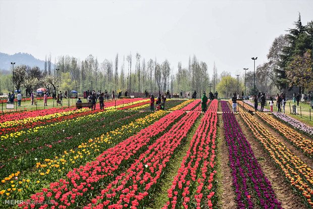  بزرگترین باغ لاله آسیا در کشمیر 