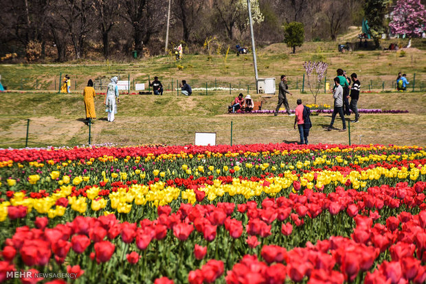  بزرگترین باغ لاله آسیا در کشمیر 