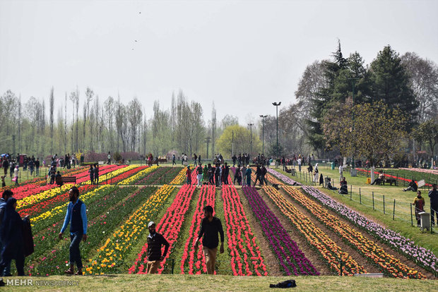  بزرگترین باغ لاله آسیا در کشمیر 