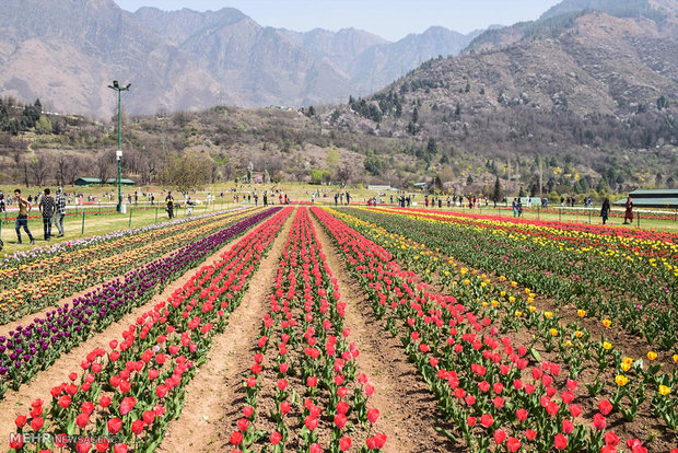  بزرگترین باغ لاله آسیا در کشمیر 