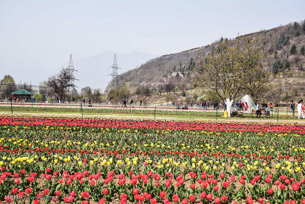  بزرگترین باغ لاله آسیا در کشمیر 