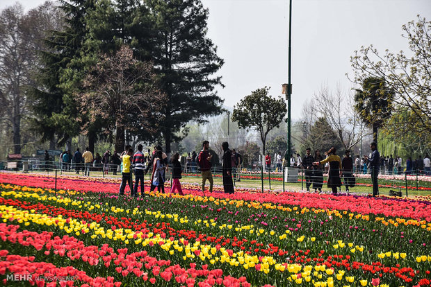  بزرگترین باغ لاله آسیا در کشمیر 