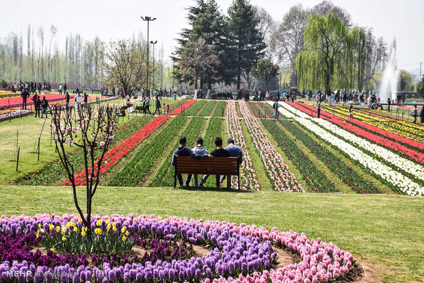  بزرگترین باغ لاله آسیا در کشمیر 