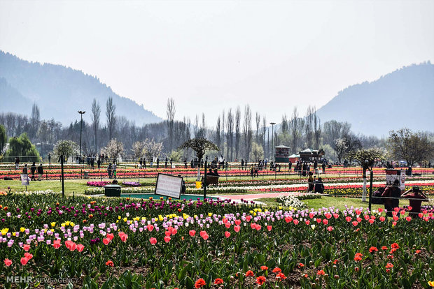  بزرگترین باغ لاله آسیا در کشمیر 