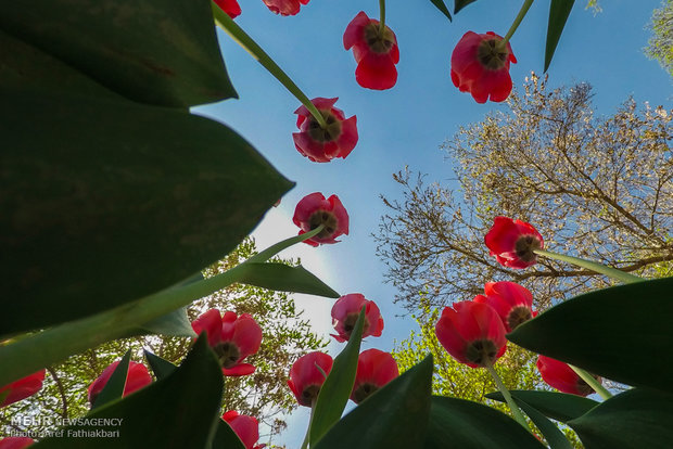 اجرای تمهیدات مناسب برای صرفه جویی آبیاری در فضای سبز مرکز تهران 