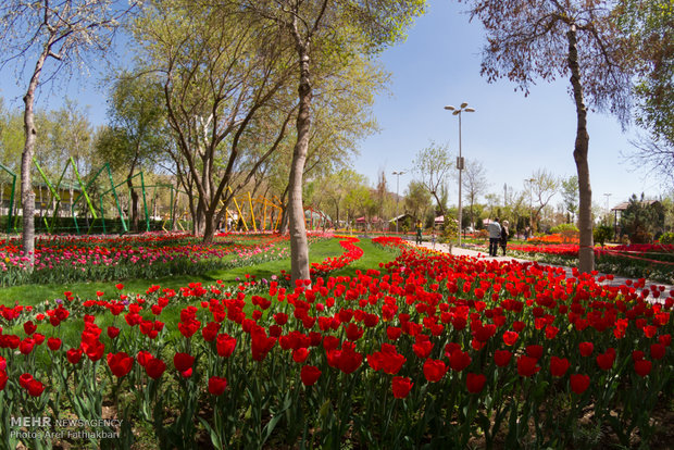 İran'da Lale Festivali başladı