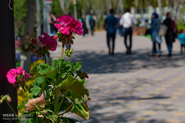 İran'da Lale Festivali başladı