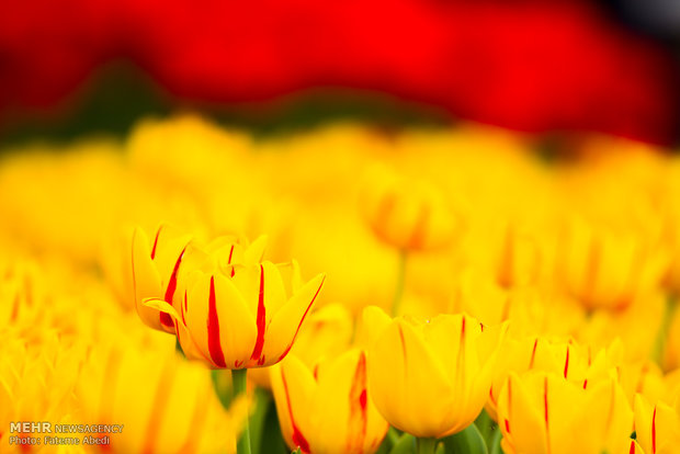 Tulips Festival in Arak