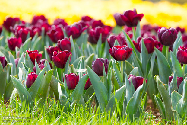 Tulips Festival in Arak