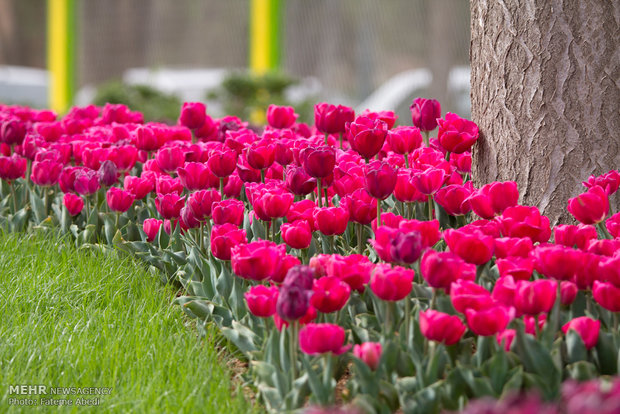 Tulips Festival in Arak