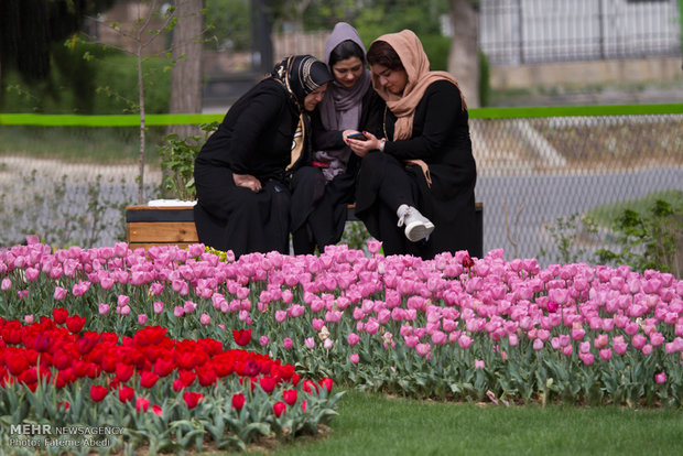 Tulips Festival in Arak