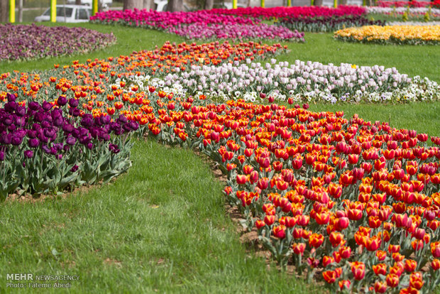Tulips Festival in Arak