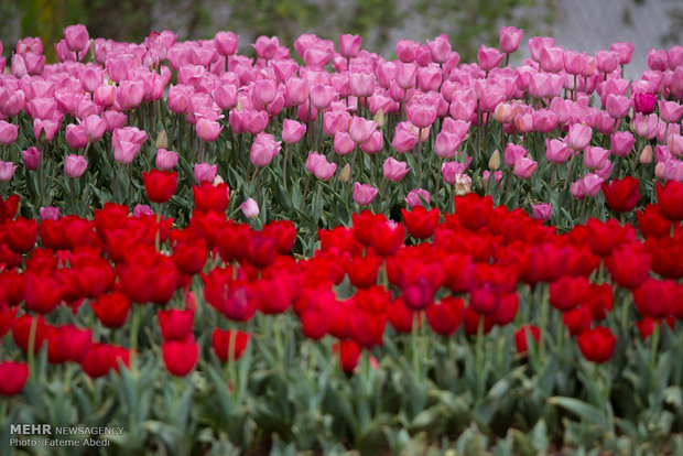 Tulips Festival in Arak