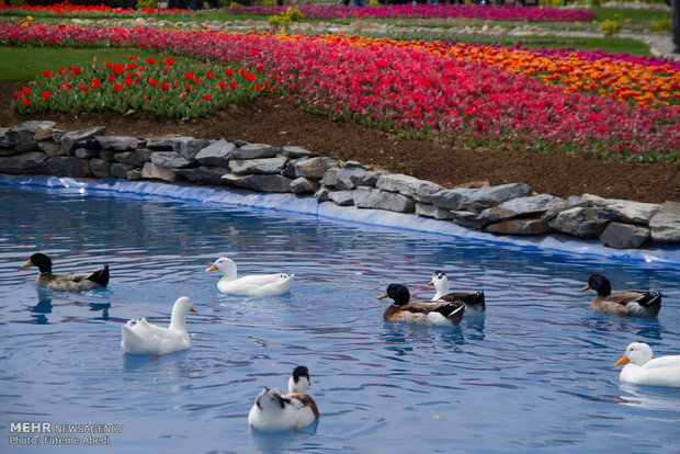 Tulips Festival in Arak