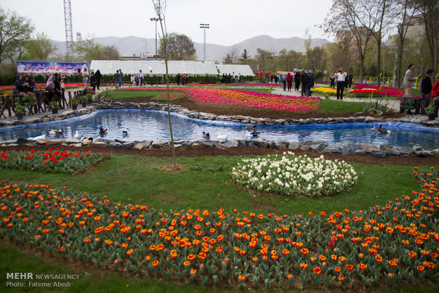 Tulips Festival in Arak