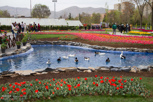 Tulips Festival in Arak