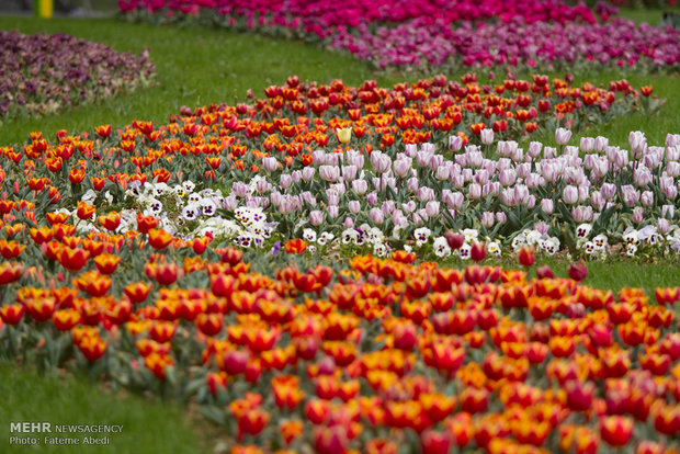 Tulips Festival in Arak