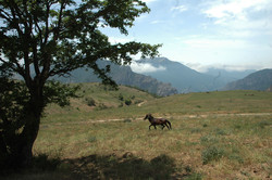 Parvar protected area in central province of Semnan