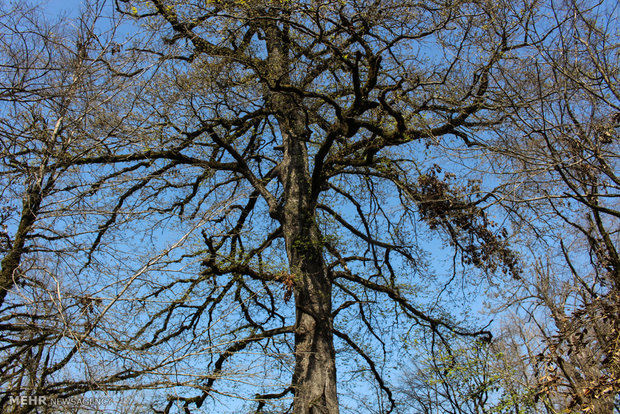 Northern landscapes during spring