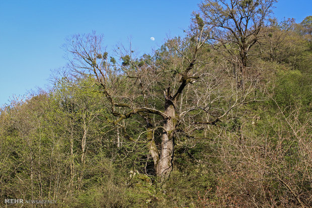 Northern landscapes during spring