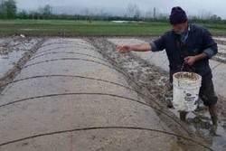خزانه گیری برنج ۶۰ درصد شالیزارهای رودسر انجام شد