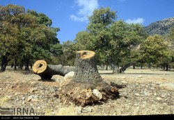 Zagros oak forests