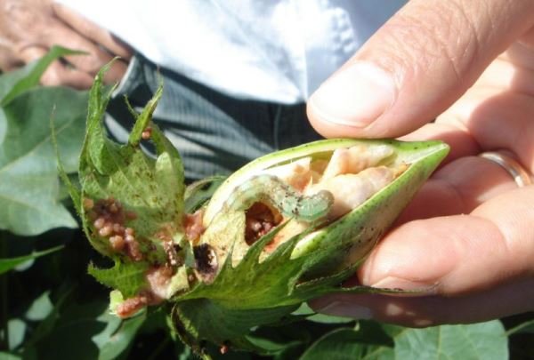 ابر آفت مقاوم به آفت کش شناسایی شد