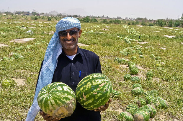 آغاز برداشت هندوانه در سطح ۵۰۰ هکتار از اراضی چرداول