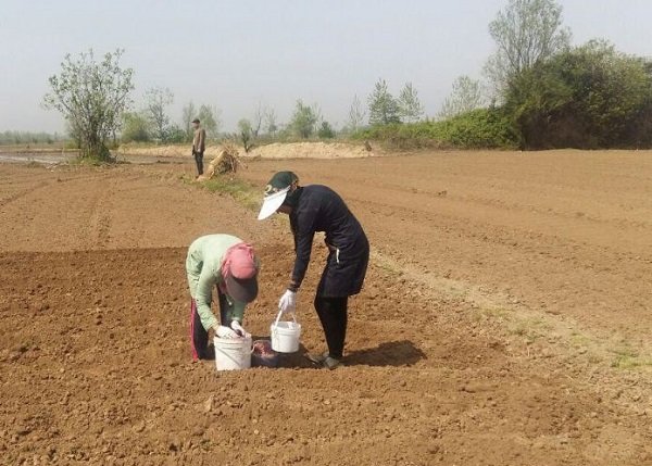 ۱۰ تن بادام زمینی از اراضی کوثر برداشت می‌شود