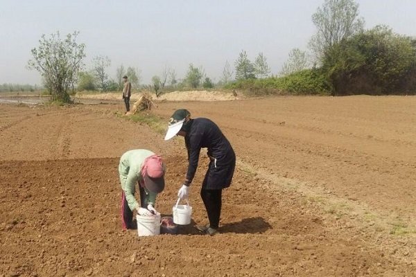 کشت سیب زمینی در اردبیل آغاز شد کشت سیب زمینی در اردبیل آغاز شد