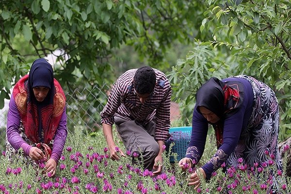 جایگاه نخست رودسر در کشت و تولید گل گاوزبان/برندسازی ضروری است