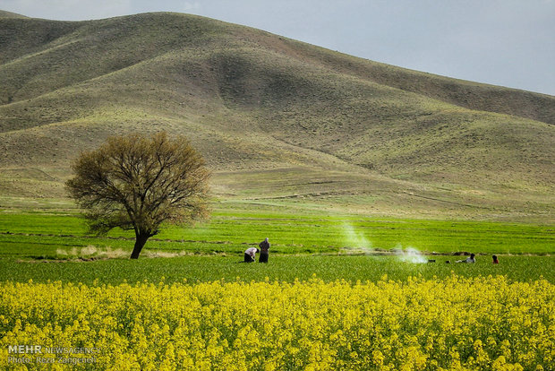 مزارع کشاورزی روستاهای تویسرکان