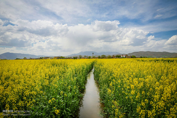 مزارع کشاورزی روستاهای تویسرکان