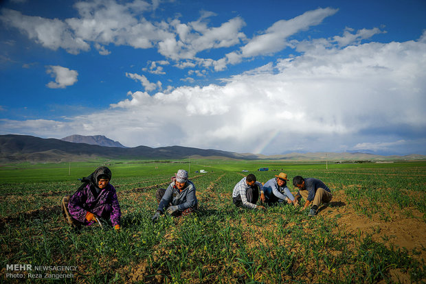 مزارع کشاورزی روستاهای تویسرکان