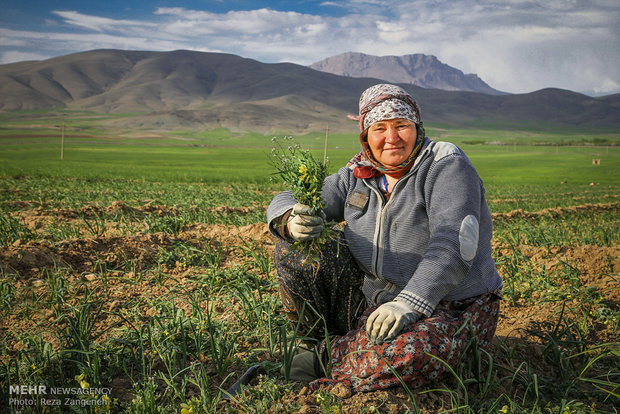 مزارع کشاورزی روستاهای تویسرکان