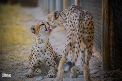Artificial insemination, an option for captive breeding of Asiatic cheetahs 