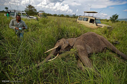 تلاش برای نجات جان فیل های آفریقایی‎