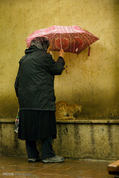 A rainy spring day in ‘Bagh-e Irani’ park