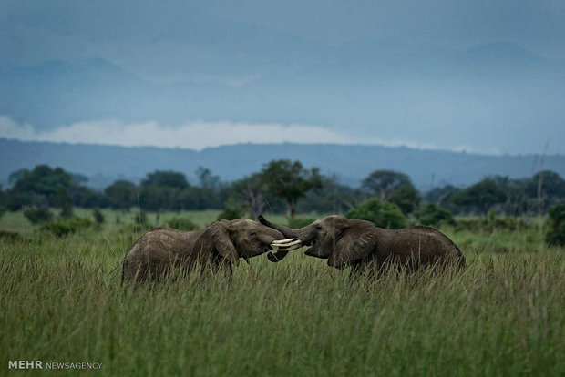 تلاش برای نجات جان فیل های آفریقایی‎