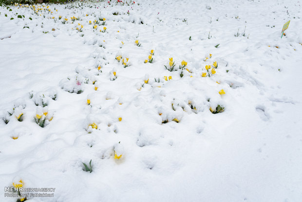 April snow in Karaj