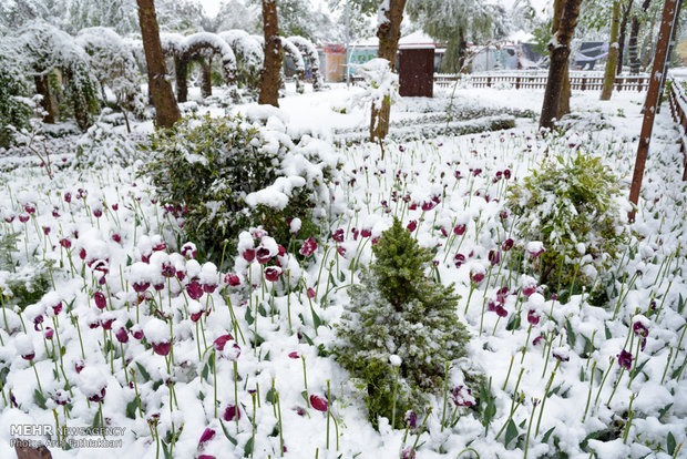 April snow in Karaj